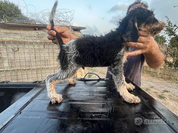 Si cedono i seguenti Cuccioli