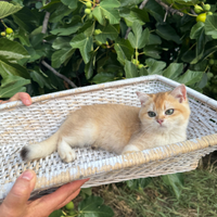Gattina British Shorthair Golden