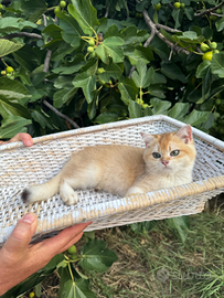 Gattina British Shorthair Golden