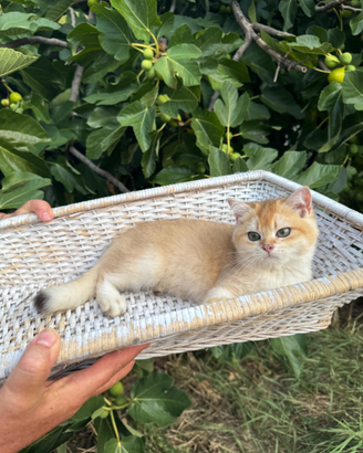 Gattina British Shorthair Golden