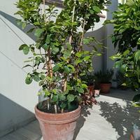 limone 