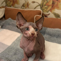 Sphynx Cucciolo