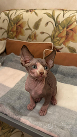 Sphynx Cucciolo