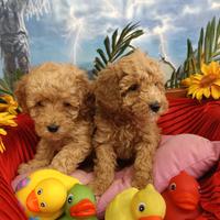 Disponibili Colore Albicocca Barboncini