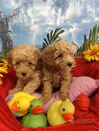 Disponibili Colore Albicocca Barboncini