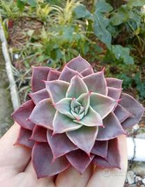 pianta grassa echeveria corsican rose