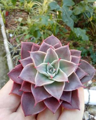 pianta grassa echeveria corsican rose