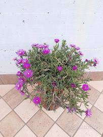 piante di delosperma 