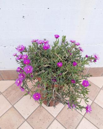 piante di delosperma 