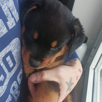 Cuccioli Rottweiler