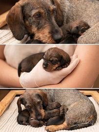 Cuccioli Bassotto Pelo Duro - Pedigree ENCI