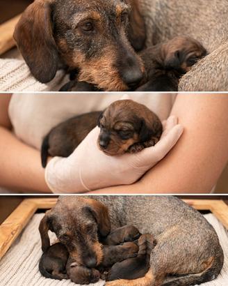 Cuccioli Bassotto Pelo Duro - Pedigree ENCI