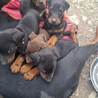 Cuccioli di dobermann