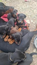 Cuccioli di dobermann