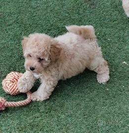 maltipoo cuccioli Toy 