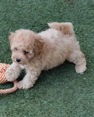 maltipoo cuccioli Toy 