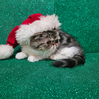 Gatto persiano ipertipico bianco e silver