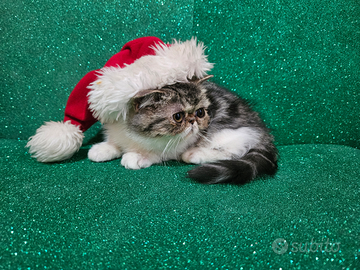 Gatto persiano ipertipico bianco e silver