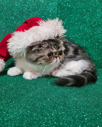 Gatto persiano ipertipico bianco e silver