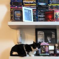 COLLEZIONE / 650+ FILM 🎬  DVD / BLU-RAY