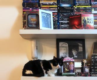 COLLEZIONE / 650+ FILM 🎬  DVD / BLU-RAY