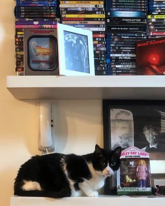 COLLEZIONE / 650+ FILM 🎬  DVD / BLU-RAY