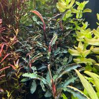 Bucephalandra “red scorpio”