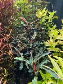 Bucephalandra “red scorpio”