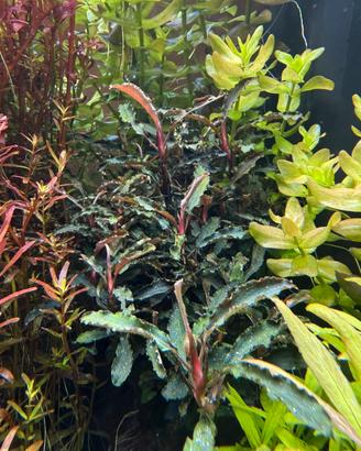 Bucephalandra “red scorpio”