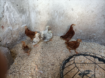 Ultimi pulcini 4- 2 settimane in blocco