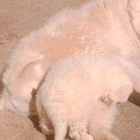 Pastore Maremmano Abruzzese