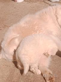 Pastore Maremmano Abruzzese