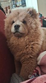 Chow chow