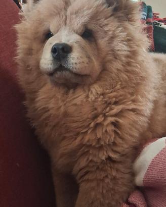 Chow chow