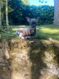 Chihuahua Toy maschi cuccioli