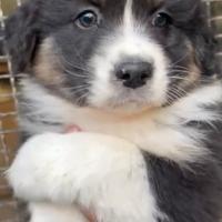 Cucciolo di Pastore Australiano con pedigree