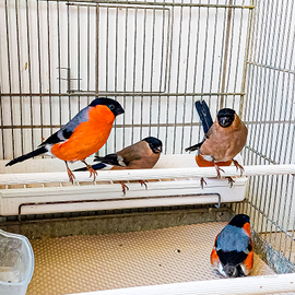 Ciuffolotto pyrrhula pyrrhula