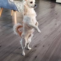 Accoppiamento chihuahua