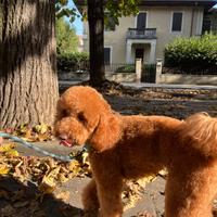 Barboncino per monta