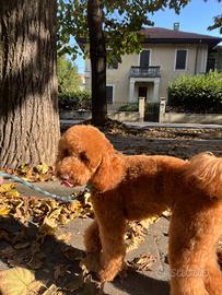 Barboncino per monta