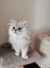Cucciola persiana chinchilla