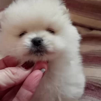 Spitz tedeschi nani Pomerania