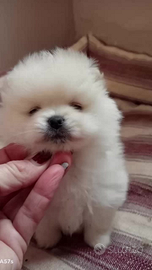 Spitz tedeschi nani Pomerania