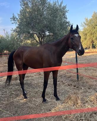 Cavallo