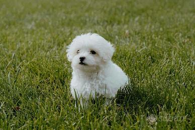 Maltese toy