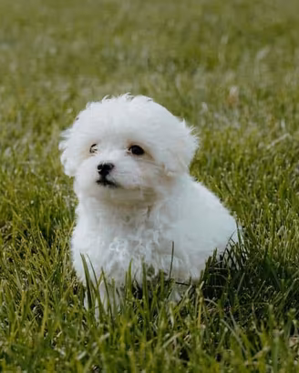 Maltese toy