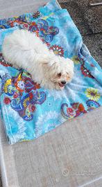 Bichon a poil frisé