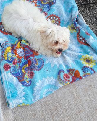 Bichon a poil frisé
