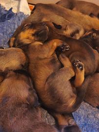 Cani da compagnia Bassotti