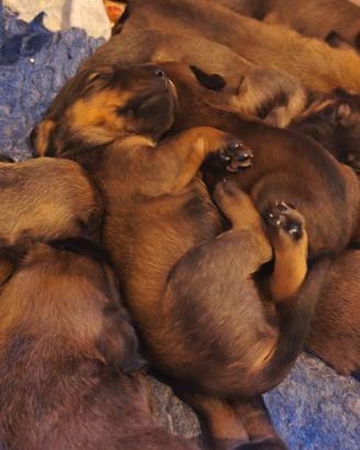 Cani da compagnia Bassotti
